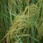 Vraj-Yatra-2014- (1676)